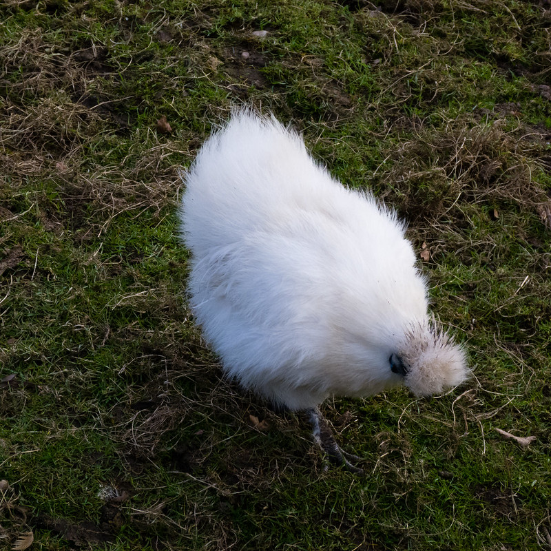 Silkie, Northycote