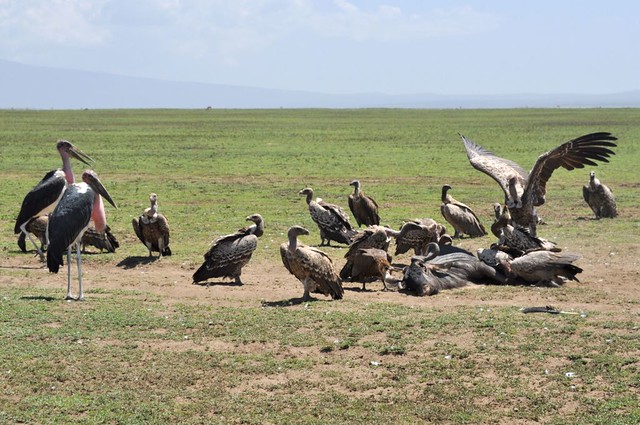 Vultures & marabous on gnu kill