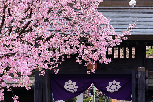 埼玉県 密蔵院 安行桜 桜 mitsuzoin temple landscape japan 2018 cherryblossoms saitama