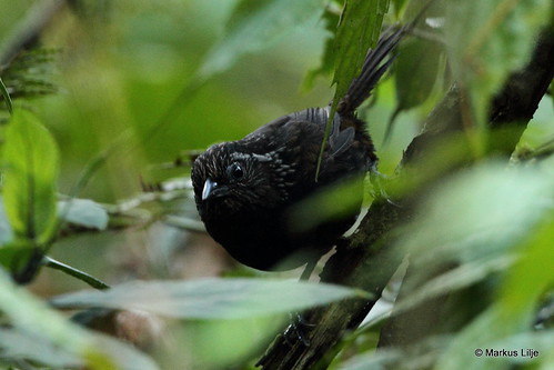 sikkimwedgebilledbabbler blackishbreastedbabbler sphenocichlahumei bird birds birding markuslilje bhutan stachyrishumei fbwnewbird