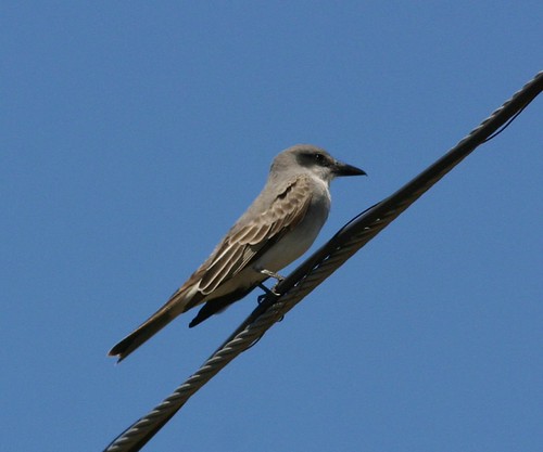 Gray Kingbird | by tombenson76