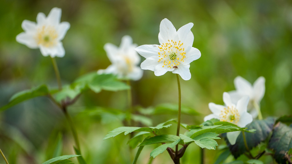 Wood Anemone And Visitor