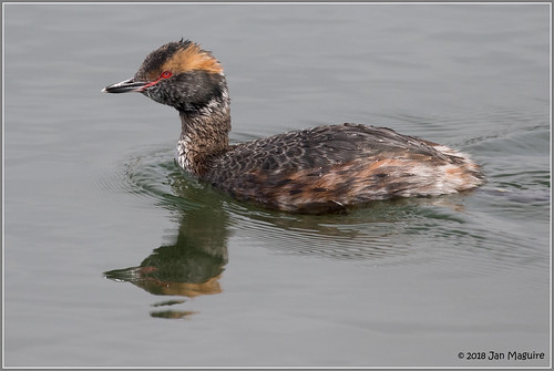 A Grebe 1550 | by maguire33@verizon.net