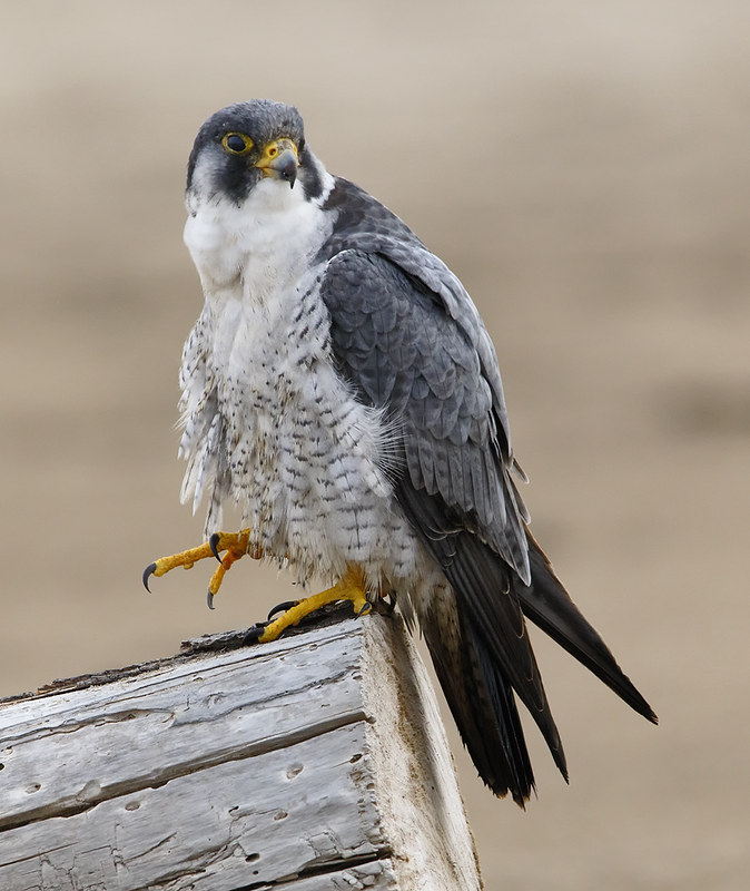 A very obliging Peregrine Falcon