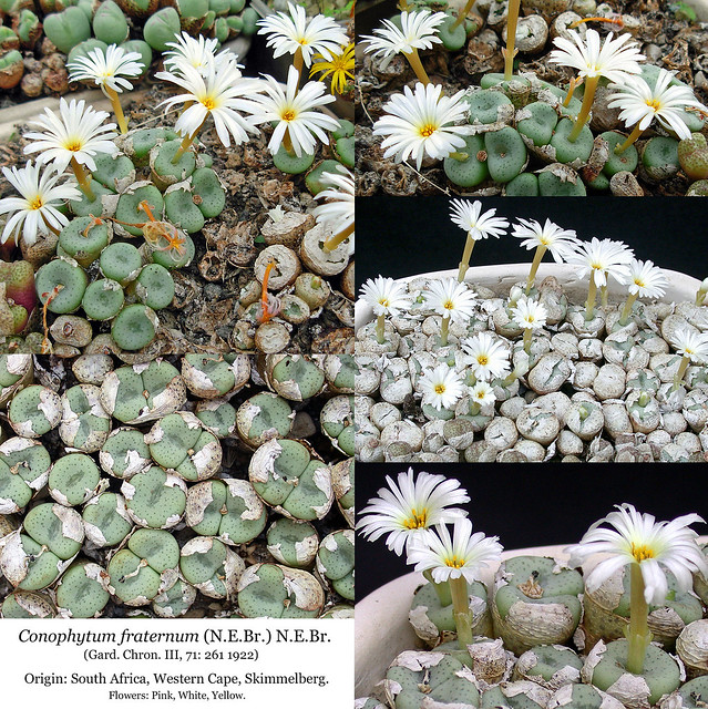 Conophytum fraternum [praecox] (collage)