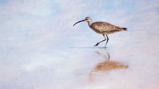 Curlew By The Sea