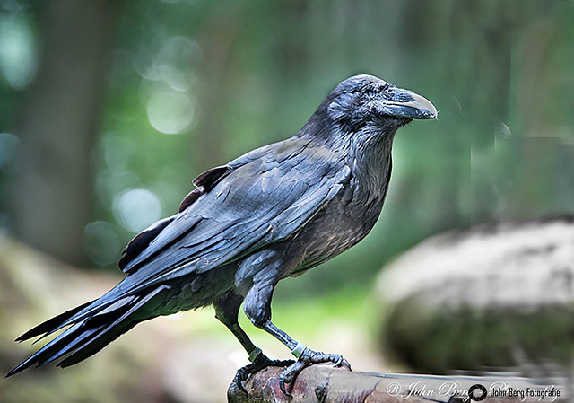 Raven in th bavarien forest