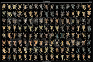 THE DIVERSITY OF SCORPIONS | by mygale.de