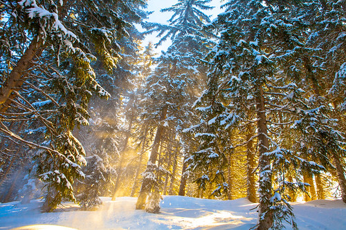 sunset montagne sapins lescarrozdaraches