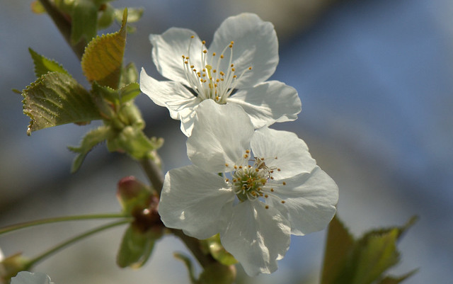 Wild Cherry blossom - Ciliegio selvatico(Prunus avium)_001