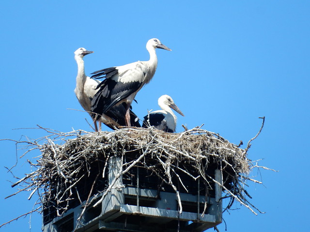 Storks on a nest above the railway in Rotterdam