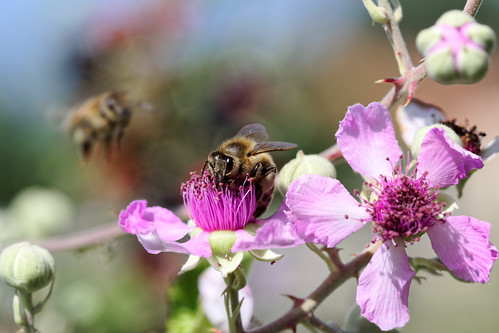 bees work bramble flower purple pollen landscape 100mm macro august megalopolis arcadia greece