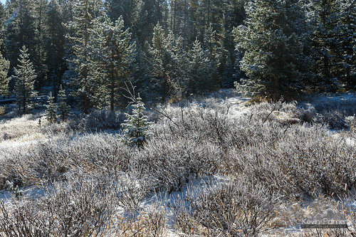 bighornmountains bighornnationalforest dayton sibleylake wyoming fall autumn october cold snow snowy fresh snowfall frost frosty early morning nikond750 tamron2470mmf28 pine trees sunshine sunny nordictrail