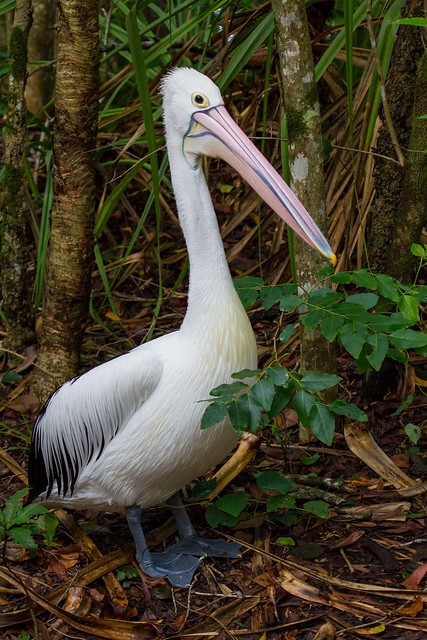 Australian Pelican (Pelecanus conspicillatus).01