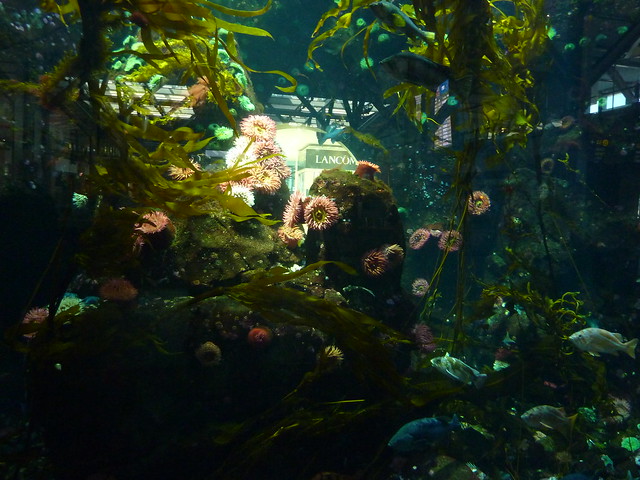Pazifische Lebenswelten im Aquarium - bunte Seeanemonen; Vancouver, Flughafen (31)
