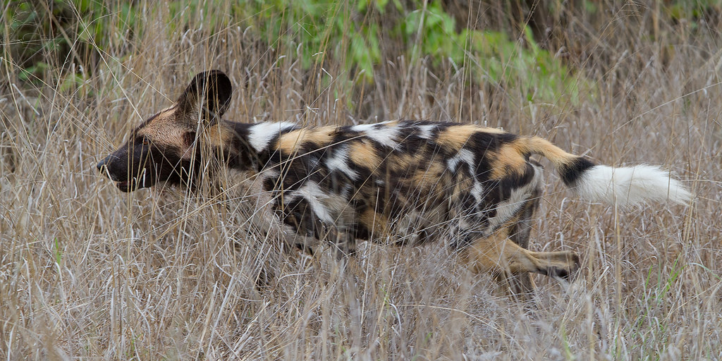 African Wild Dog (Painted Dog)