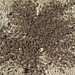 Flickr photo 'thymeleaf sandmat, Chamaesyce serpyllifolia ssp. serpyllifolia' by: Jim Morefield.