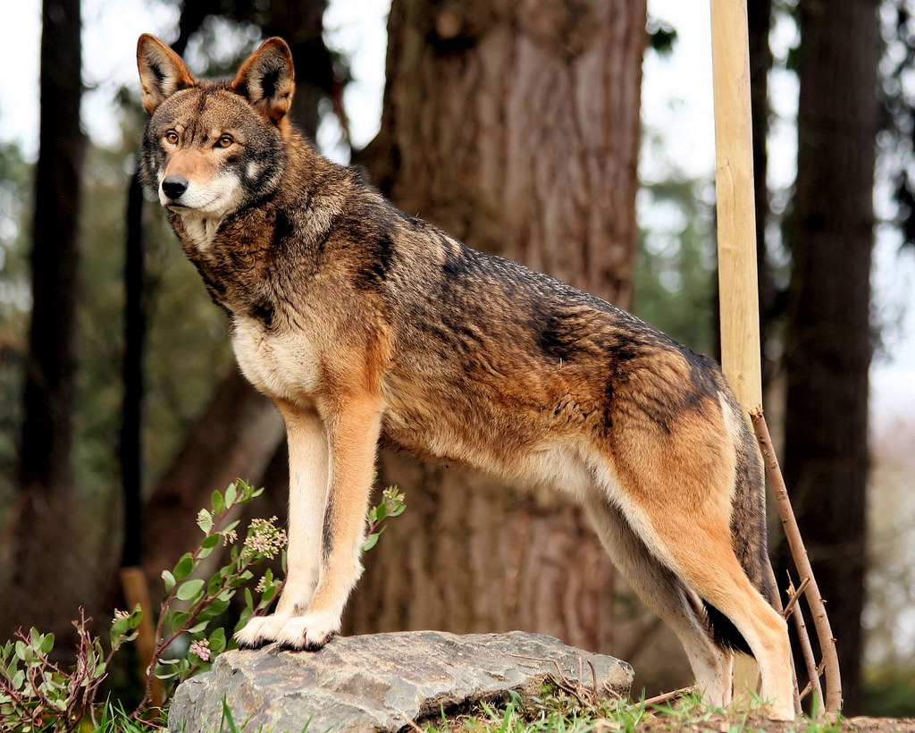 Red Wolf Species and Facts | Facts You Didn't Know About Red Wolves