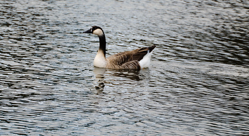 Chinese goose, West Park