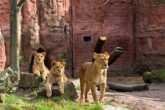 Zoo Hannover, Löwen Mama mit Kids