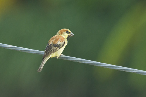 thailand sparrow passer plainbacked flaveolus