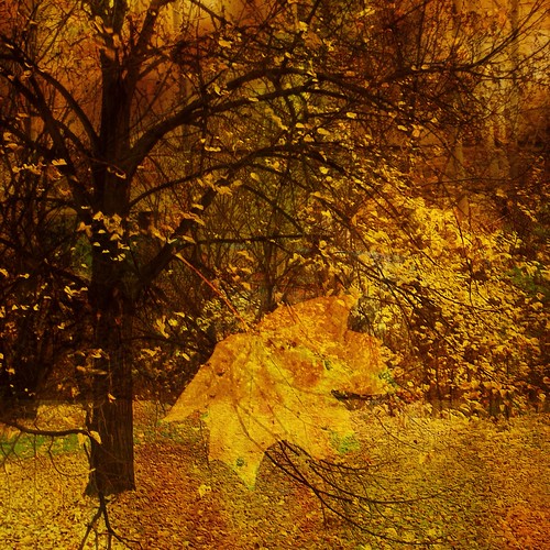 Golden Fall by Tango&Cash, tree fall collage manipulated leaf ipad