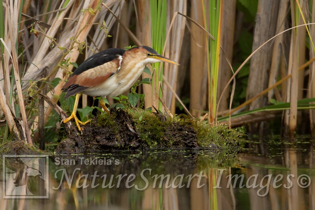Least Bittern | Least Bittern male take in southern MN | Stan Tekiela ...