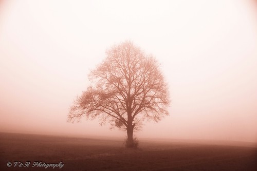 autumn trees winter fall nature fog landscape photography photo nikon photographer view photos ngc explore soe excapture nikonflickraward nikond3300 onlythebestofnature