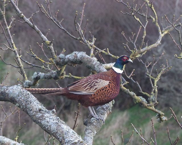 pheasant up a tree