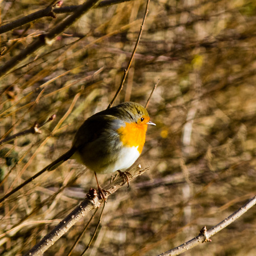 Robin on a bare twig