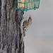 Flickr photo 'Brown Creeper, Virginia' by: Dave Govoni.