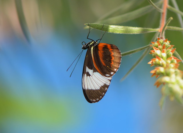 Cydno - Blue and White Longwing