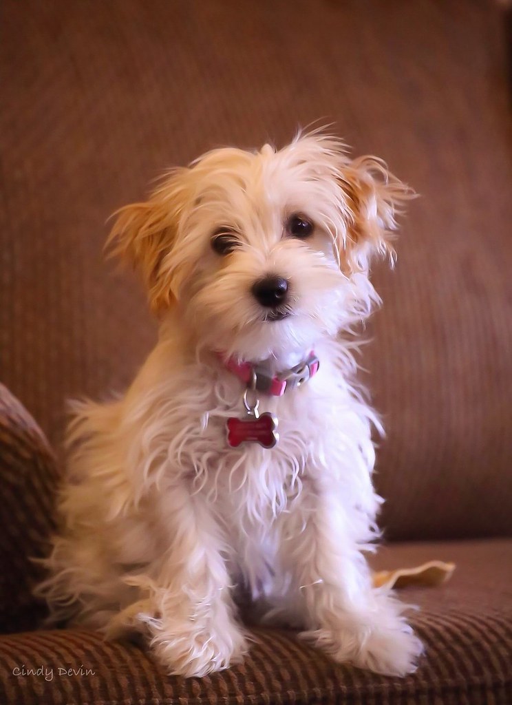 Four month old Cockapoo puppy. | Four month old Cockapoo pup… | Flickr