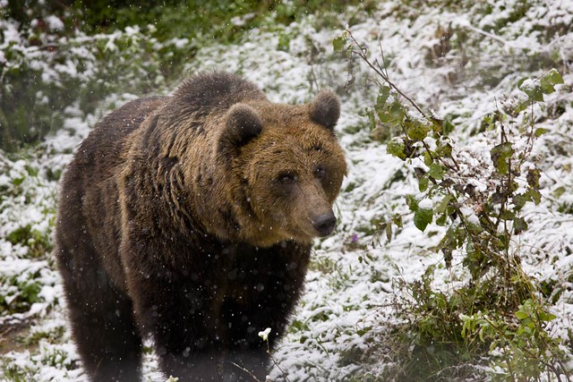 brown-bears-in-transilvania
