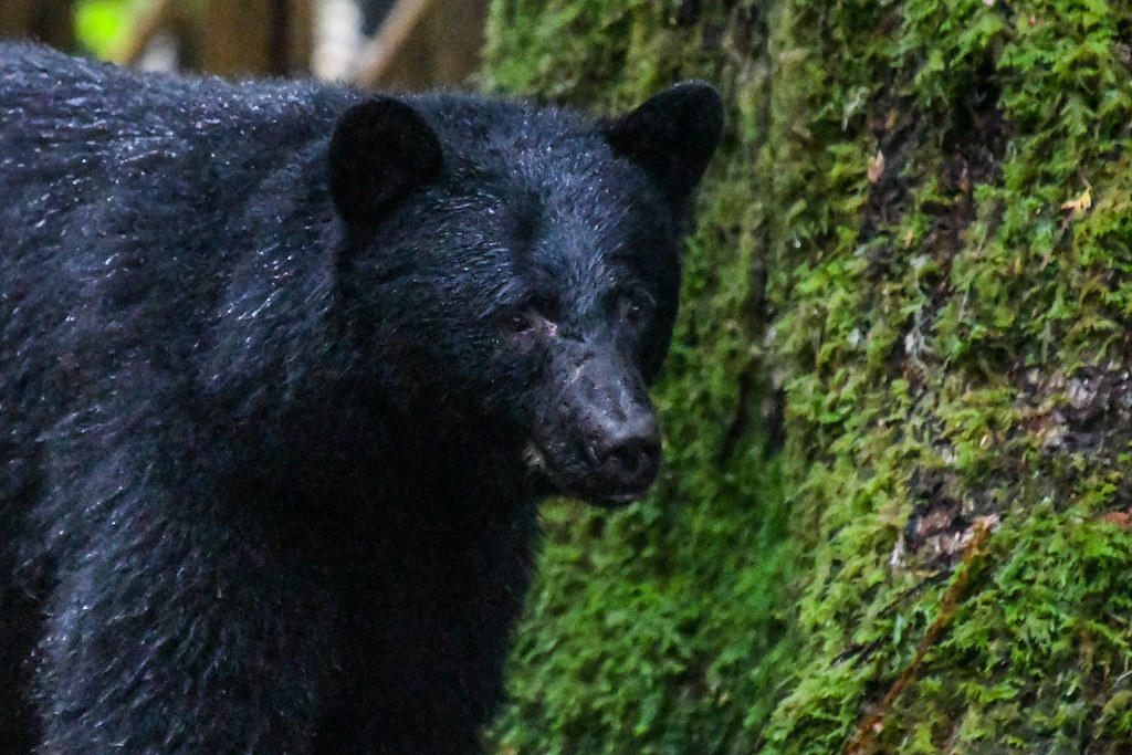Sow black bear - Ucleulet