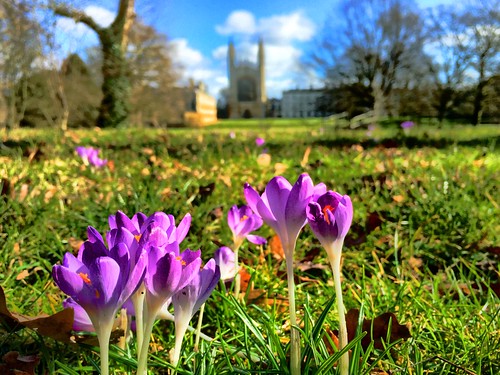 Spring in Cambridge