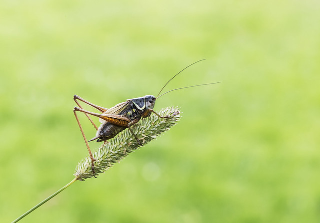 Roesel's Bush-cricket (Metrioptera roeselli)