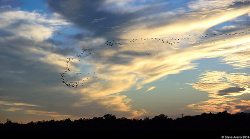 sunset bird birds flying geese inflight louisiana flight welsh waterfowl greaterwhitefrontedgoose 2014 anseralbifrons flightshot hughesroad jeffersondavisparish gwfg yrarf hughesroadcrawfishfarm