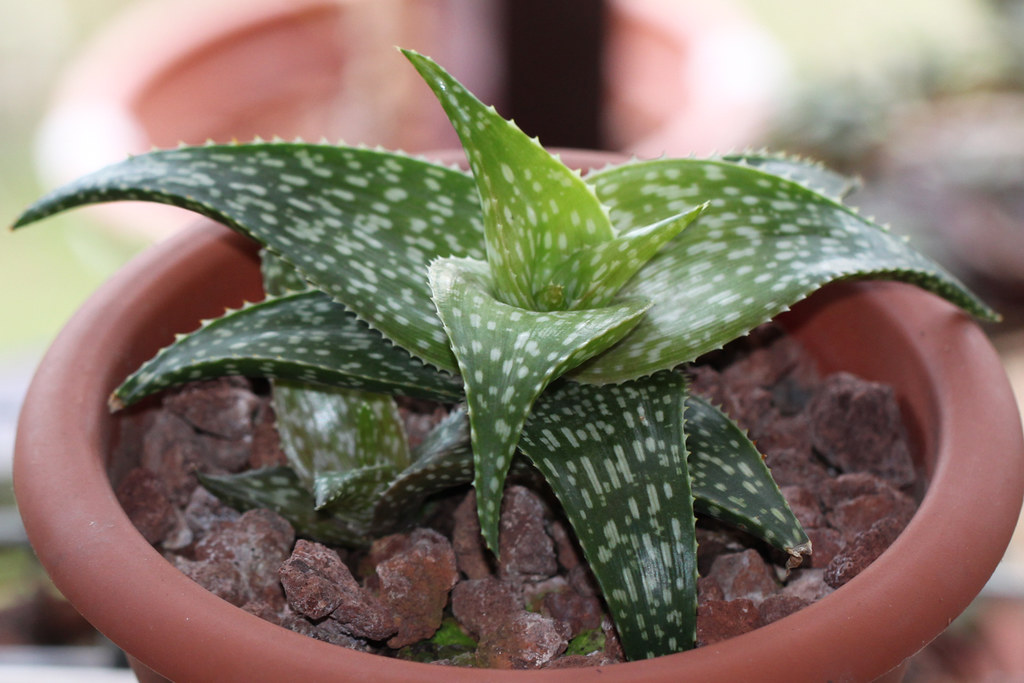 Aloe deltoideodonta var. ruffingiana | 2015-02 [16 cm pot] T… | Flickr