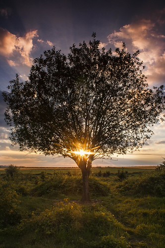 The sun in the crown of the tree by frantiekl, July evening . West Bohemia .life flowers light summer sky sun sunlight tree green nature sunshine c