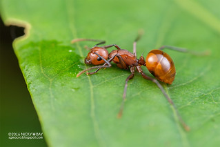 Ant (Polyrhachis cf. thrinax) - DSC_9036