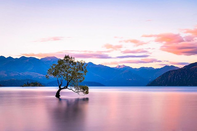 Lone Tree, Lake Wanaka