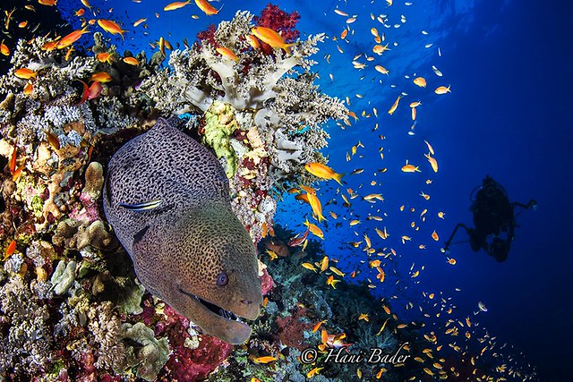 Giant Moray Elphinstone Reef Marsa Alam