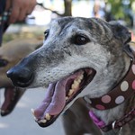 Greyhound Adventures at Horn Pond, Woburn MA, Aug 21st 2016