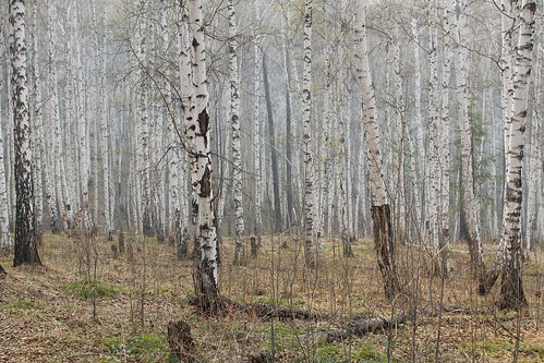 nature forest landscape spring siberia birch irkutsk форум фотофайлру