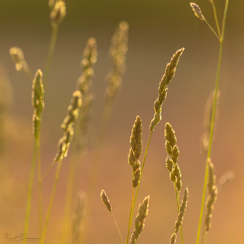 light summer nature grass norway golden bliss austagder trierenberg2015