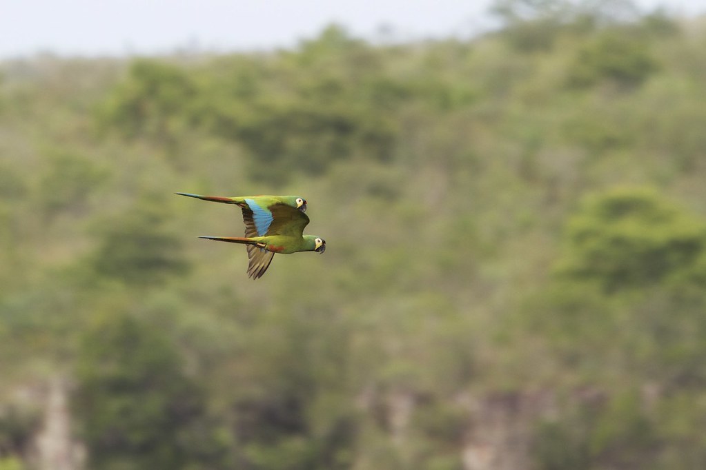 Blue-winged Macaw (Primolius maracana)