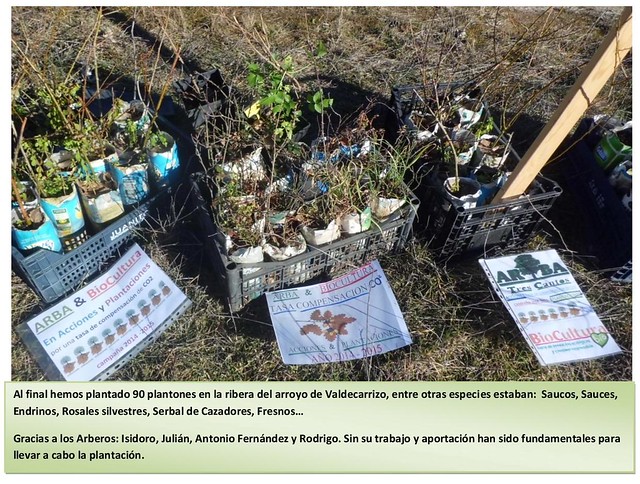 ARBA Tres Cantos - Plantación en Valdecarrizo - Enero 2015