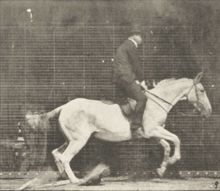 File:Horse Pandora jumping a hurdle, saddled with a rider 