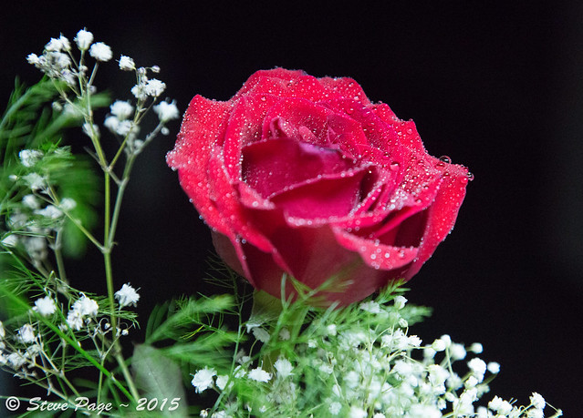 ~ Valentine's Rose #4 ~